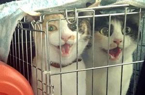 Woman Bought Two Cats, Gave One to Grandmother; Two Months Later: Eating the Same Thing?