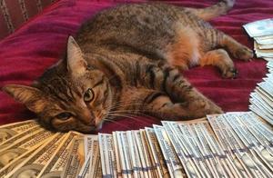 Psychology: Four Kittens, Which One Do You Find the Cutest? Predicting Your Assets' Rise in March