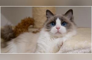 Top 10 Most Popular Cat Breeds: 'Orange Cats' Make a Strong Appearance