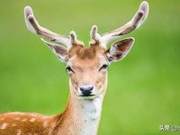 National Level Protected Animal List 31 – Reeves's Sika Deer