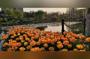 Come Visit! Nearly 50,000 Tulips in Weifang Bloom, Waiting for You!