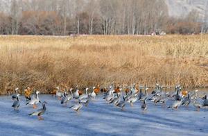 Larung Wetland in Winter