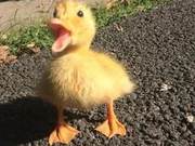 Today's Dose of Healing! A Wave of Cute Little Yellow Ducks Coming Towards You