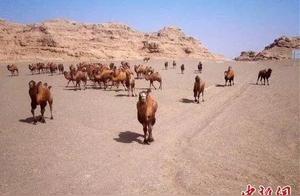 Adorable! Endangered Desert Cats Appear in Dunhuang, Gansu