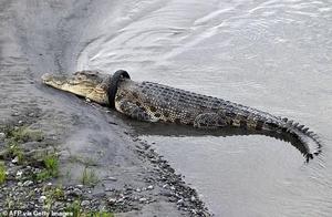 Indonesian Crocodile Suffers Due to Tire Around Neck, Faces Breathing Difficulties – Reward Offered for Removal