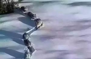 Head Wolves are Difficult, Please Respect Your Leader