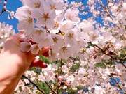 Springlight Master | A Heart's Burden, To Whom Do I Send It?