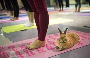 Too Boring Going to the Gym Alone? This UK Yoga Studio Lets You Do Yoga with Your Pet!