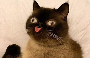 A Viral Round-Faced Cat Online, It's Shamelessly Bold and Has a Fiery Temper