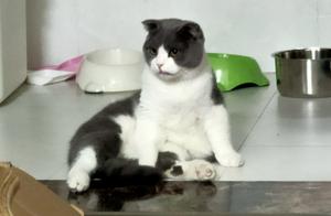 Growth Log of the Big Cat and the Small Cat