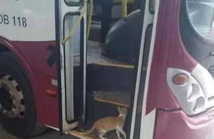 Wandering Kitten Rides the Bus Independently, Surprisingly Cute!