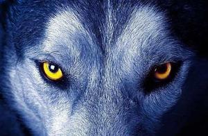 4 Wolves, Which Wolf Doesn't Show Hostility? Test Your Heart's Hardness