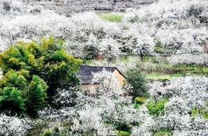 Fragrant Pear Blossom in March, Thousands of Acres of Pear Blossoms Await Your Appreciation