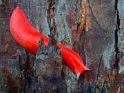 The Massive Australian Bushfires Didn't Kill It: This Species Has Evolved Fire Resistance