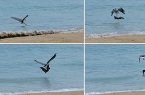 Rare Sight: White-Bellied Sea Eagles Repeatedly Throw Bats into the Sea