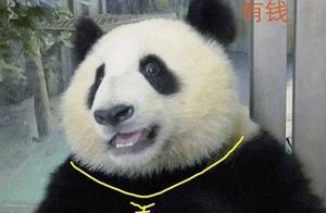 The Life of a Wealthy Panda is Just This Simple and Happy