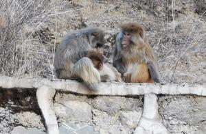 Traveler's Tibetan Adventure Reveals Abundance of Wild Animals in Remote Areas – Netizens Stunned...
