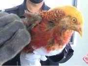 Scarlet Macaw (Indian Pond Heron) Mistakenly Enters Residential Area, Promptly Rescued by Police