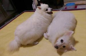 Adopted Silver Fox Dogs Bark Awake Owner, She Was Scared After Opening Her Eyes: Thank You For Saving Me