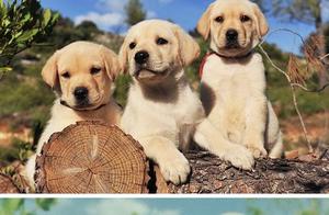 Unveiling: What the World Looks Like Through the Eyes of Different Animals
