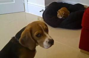 Dogs Being Mocked by Cats: It's Strangely Cute, Dog: 'Mommy, I'm Being Mocked Again'