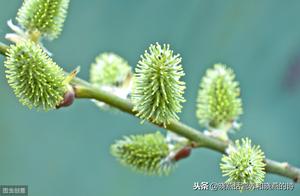 Willow Bud Cold Vinegar Tossing