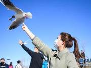 Hohai Lake Welcomes Large Flock of Red-Crowned Gulls