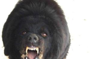 Wandering Tibetan Mastiffs Forming Large Packs – Do They Outperform Large Wolf Packs in Strength?