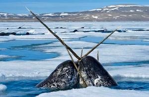 Horned Whale – The Arctic’s Rare Beast