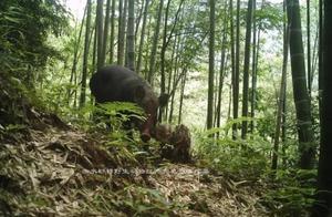 Wild Boar, Leopard Cat… Red Water Maple Nature Reserve, 55 Wild Animal Species ‘Invade’ Infrared Cameras