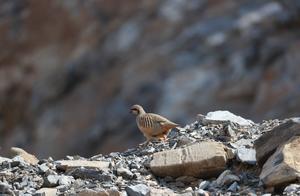 Alert Stone Pheasants Roaming the Mountains! Wild Animal Population in Beijing Increasing and Harmoniously Coexisting with Humans