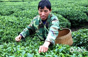 Xiangzhou: Spring Tea Fragrant and Scenic