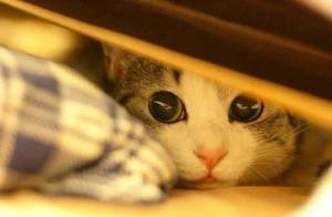 How to Help a Scared Cat Regain Happiness