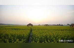 Early Spring Fengxian: Zhuangxing Town Rapeseed Flowers - The Closest and Most Established Rapeseed Flower Sea Near Shanghai!