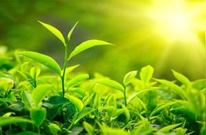 Life is like tea; gains and losses come and go.