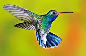 Hummingbirds – Small in size, vibrant in color, and exhibiting rainbow or metallic sheen.
