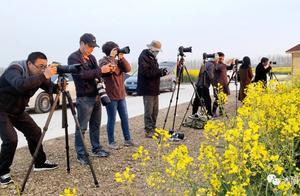 Jiangsu Shuyang: 5000 Mu Canola Flower Sea Resembles a Fairyland