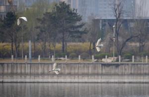 Dance of Birds on the Fen River