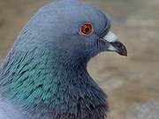Treatment for Pigeon Diseases: Diagnosis and Medication Recipes