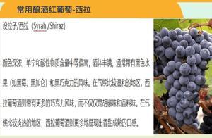 Wine Knowledge - [Seyla Zi] Grape Variety
