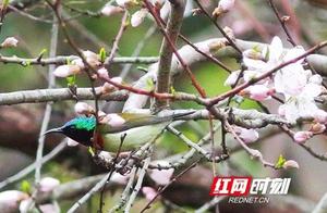 New Record! Rare Sunbird Discovered in Nanyue