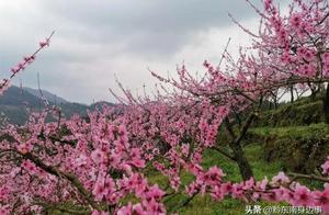 Guest Town of Keslou: Peach Blossoms Entrancing