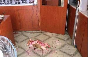 Netizen Returns from Grocery Shopping, Finds Corgi Lying in a 'Blood Clot' – Turns Out It Was Just Eating Watermelon