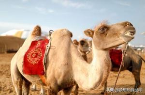 One of the ‘50 Scenery of Yellow River’ in China! A Local Unsolved Mystery: Sand That Makes Sound