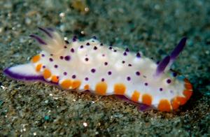 Cute Sea Rabbit (132) - Red-Shaped (8): Snowback Purple Yutu (An)