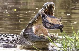 Animal Fierceness Moment, The Animal World Is Too Cruel