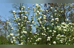 After the Spring Rain, the Shuttlecock Blossoms; Pure Colors Bloom in Chongqing Forest Park
