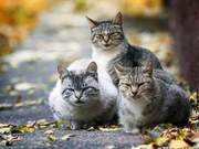The Plight of Stray Cats – Although the current progress is good, there is still much effort needed.