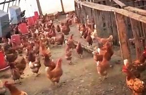 Eagle Invades Chicken Coop Seeking a Feast, But Gets 'Doused' and Forced to Crawl into a Corner: This is Where All Liars Are!