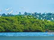 Lingao: Ecological Restoration, White Egrets Flying